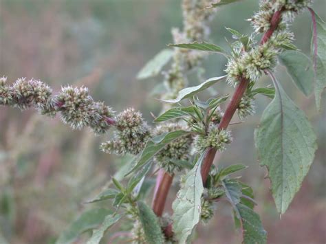 Pigweed medicinal uses - Uses of Pigweed. Pigweed leaves, roots and stem are used for medicinal purposes – It is also widely used in Ayurveda to cure various diseases like insomnia, cataracts, tuberculosis, asthma, eye disorders, …